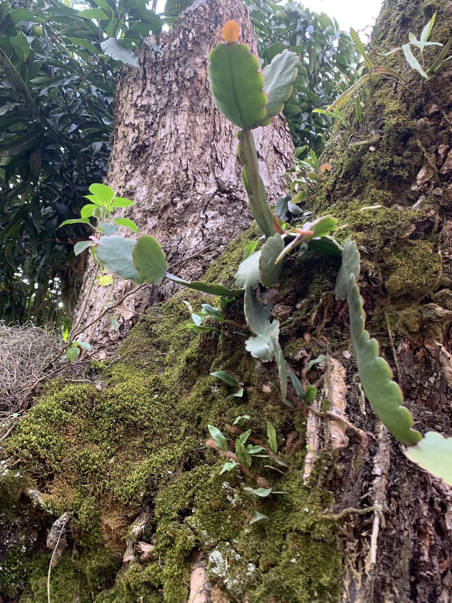 Image of Rhipsalis crispata Pfeiff.