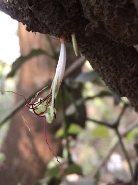 Слика од Helicanthes elasticus (Desr.) Danser