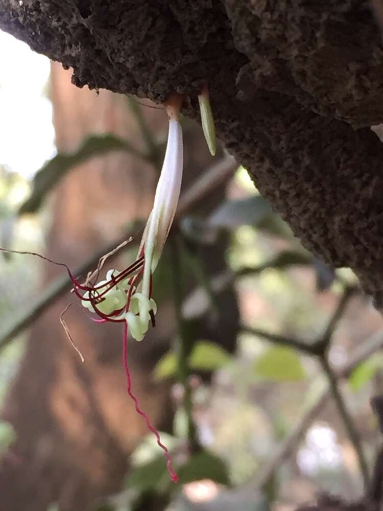 Image of Helicanthes elasticus (Desr.) Danser