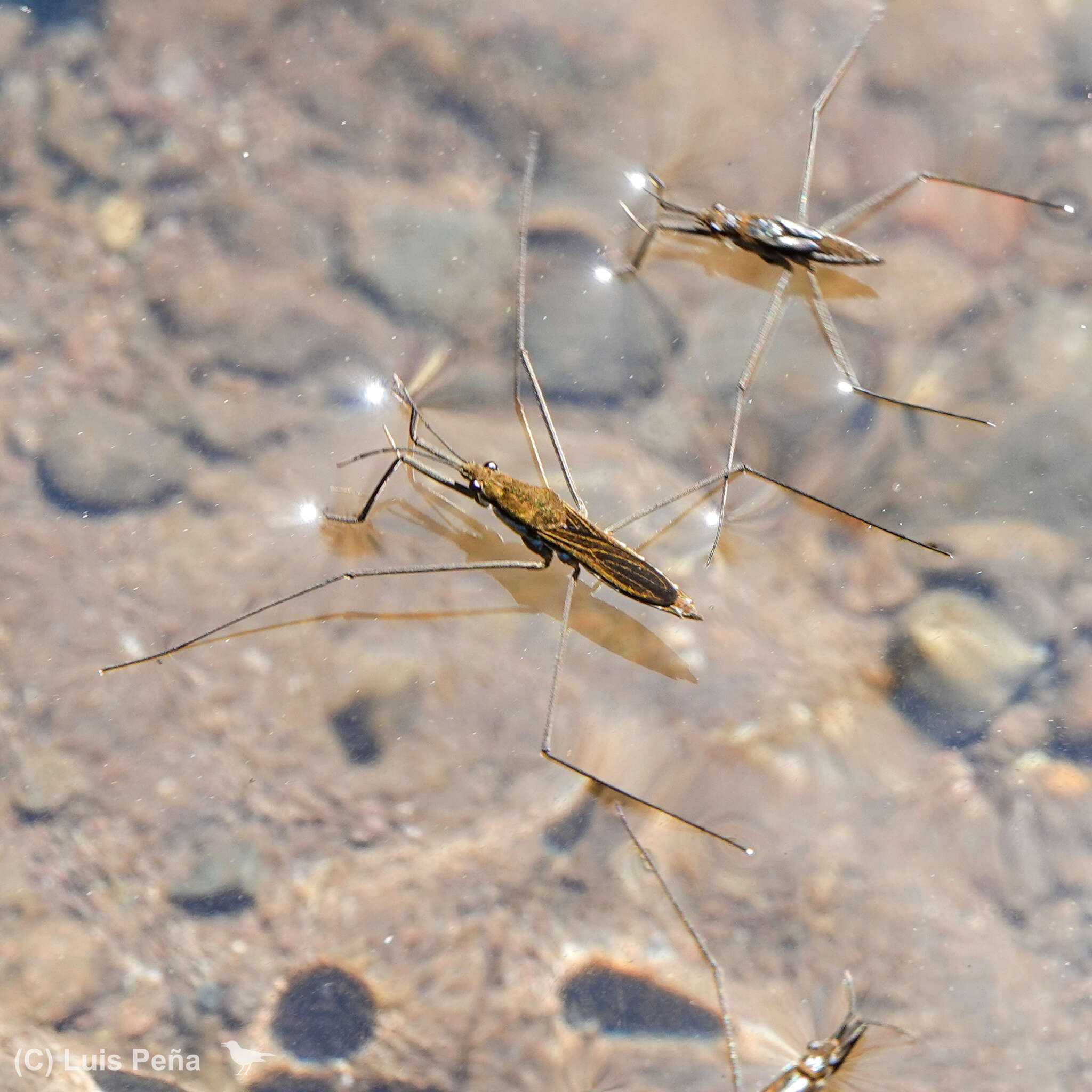 Image of Aquarius chilensis (Berg 1881)