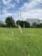 صورة Bothriochloa longipaniculata (Gould) Allred & Gould