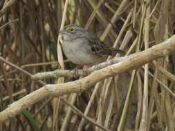 Image of Grassland Sparrow