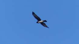 Image of Black Harrier