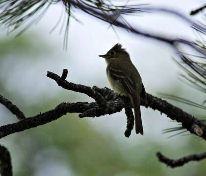 Empidonax occidentalis Nelson 1897的圖片