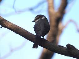 Image of Ryukyu Minivet