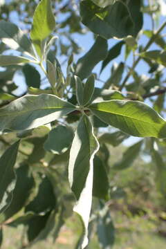 Image de Vitex zeyheri Sond. ex Schauer