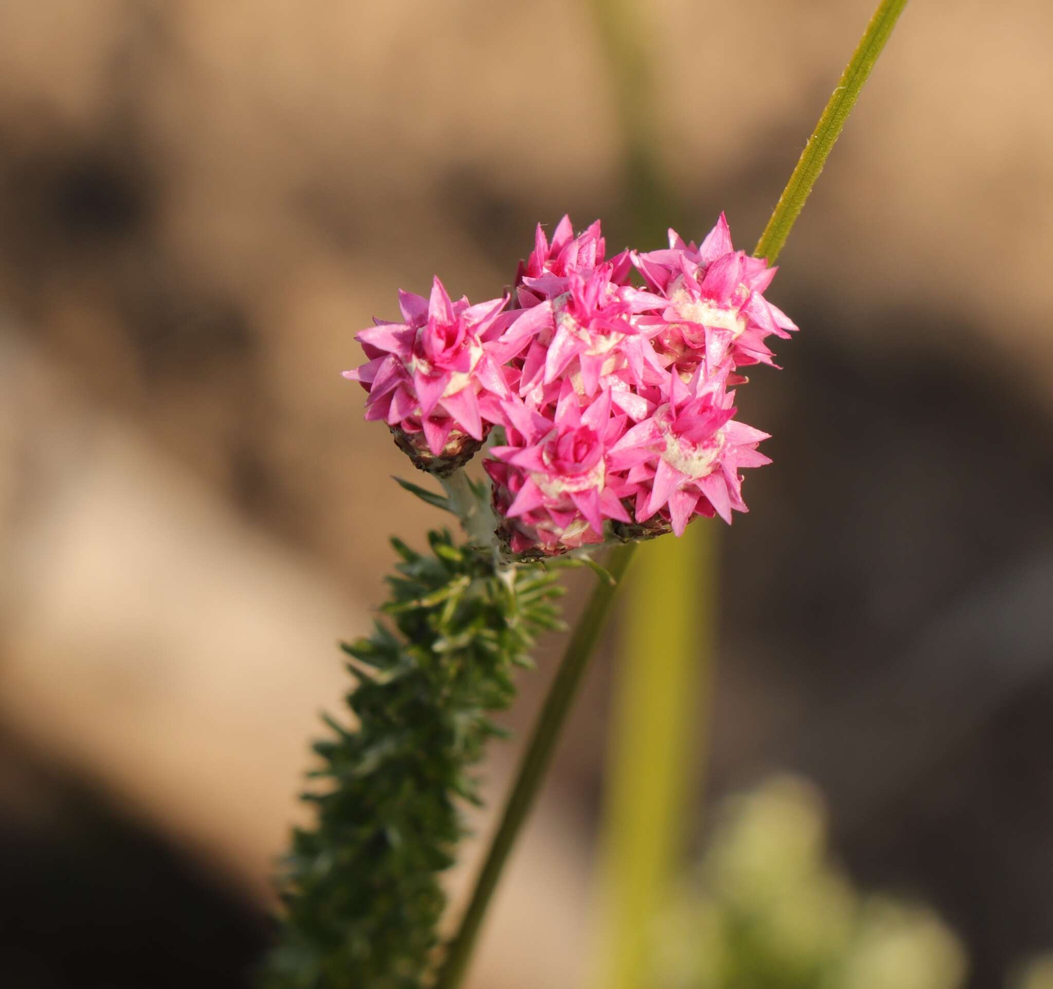 Imagem de Lachnospermum umbellatum (L. fil.) Pillans