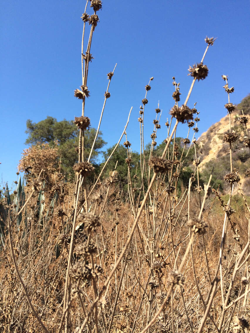 Image of black sage