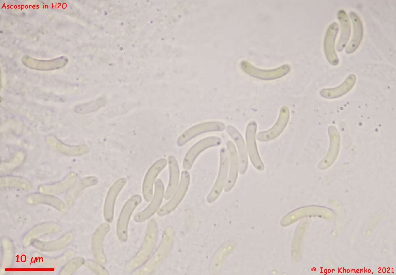 Image of Diatrype stigma (Hoffm.) Fr.