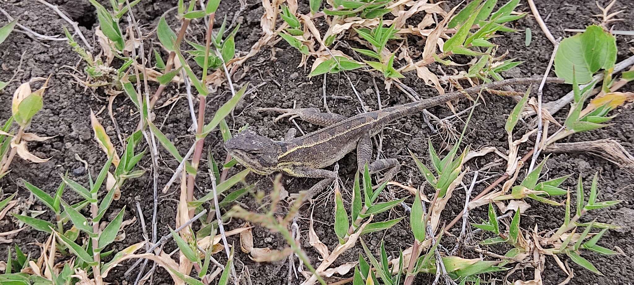 Image of Darwin's large fan-throated lizard