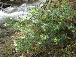 Image of Veronica colensoi Hook. fil.