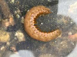 Image of Twelve-Scaled worm