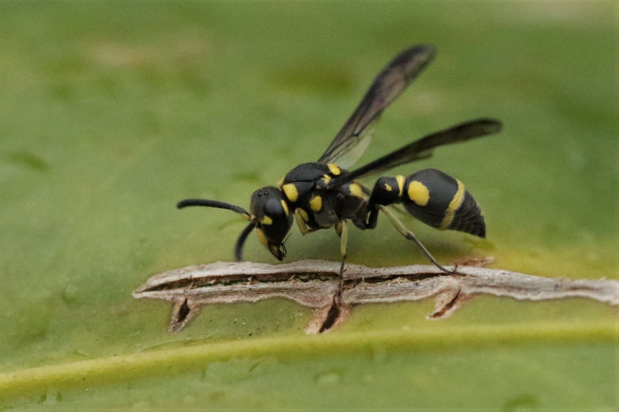 Image of Apodynerus troglodytes (de Saussure 1856)