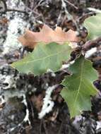 Image of oracle oak