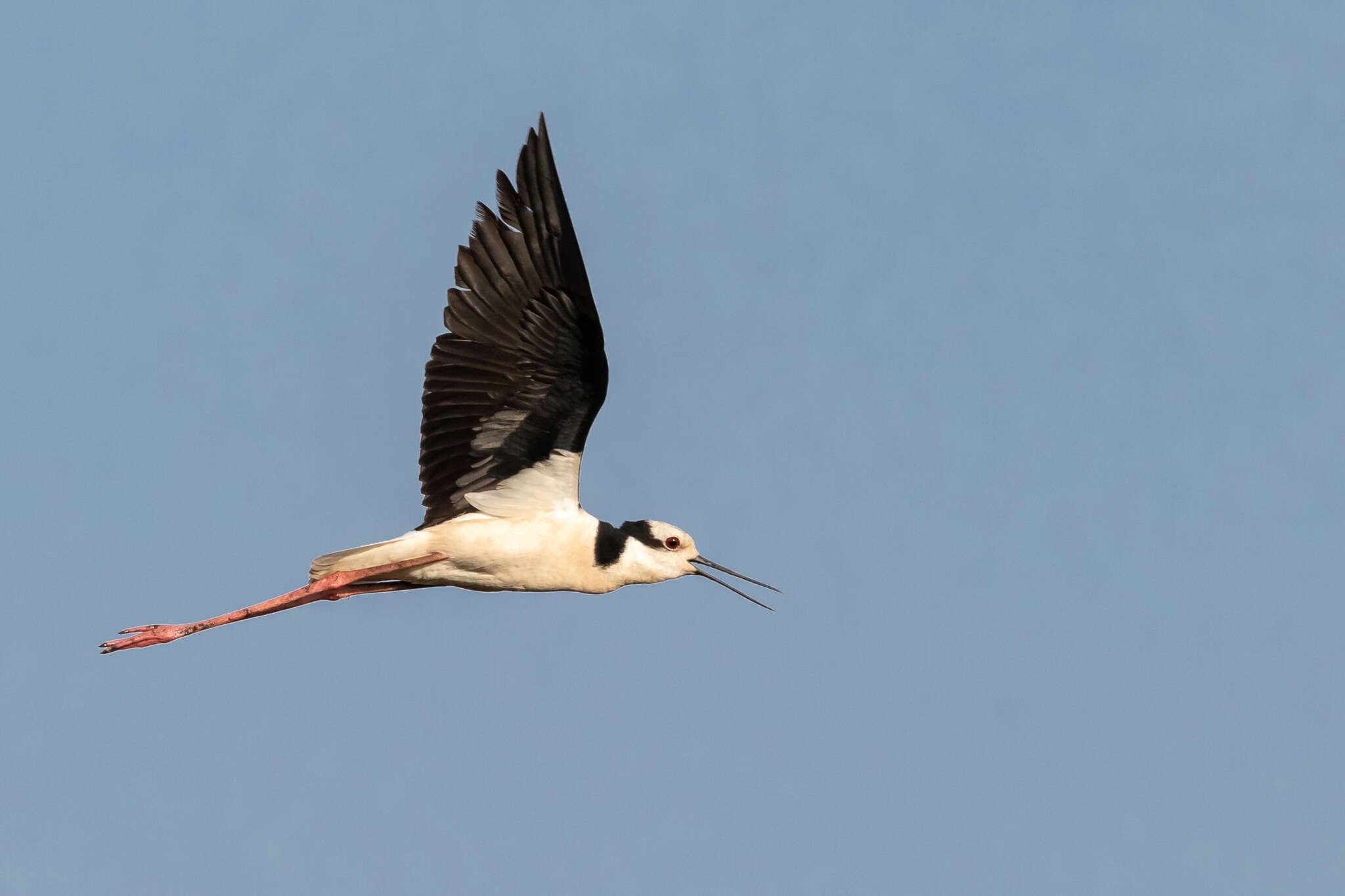 Image of <i>Himantopus mexicanus melanurus</i>