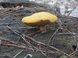 Image of Buchwaldoboletus hemichrysus (Berk. & M. A. Curtis) Pilát 1969