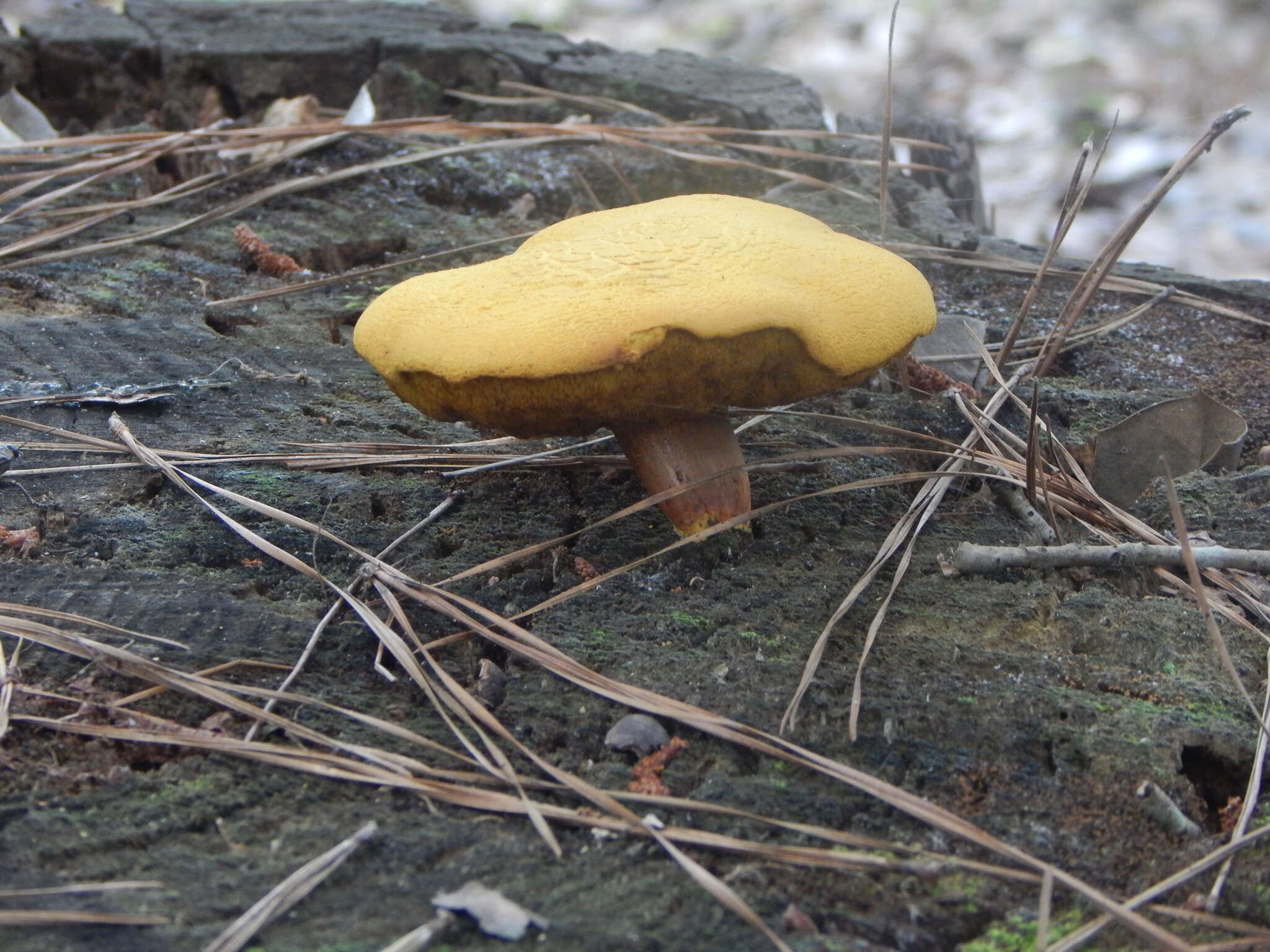 Buchwaldoboletus hemichrysus (Berk. & M. A. Curtis) Pilát 1969 resmi