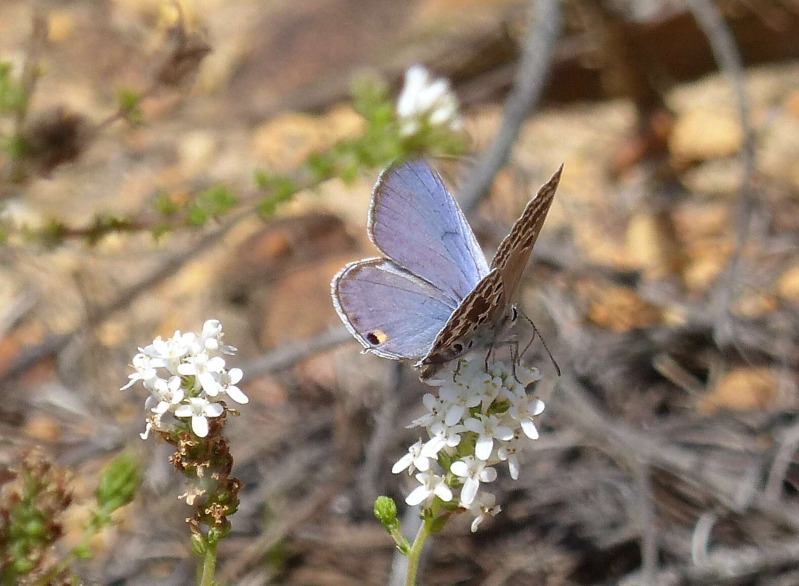 Image of Lepidochrysops asteris (Godart (1824))