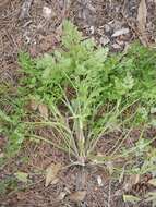 Image of hairyfruit chervil