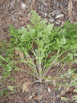 Image of hairyfruit chervil