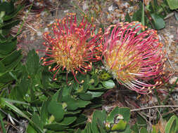 Image of Silveredge Pincushion