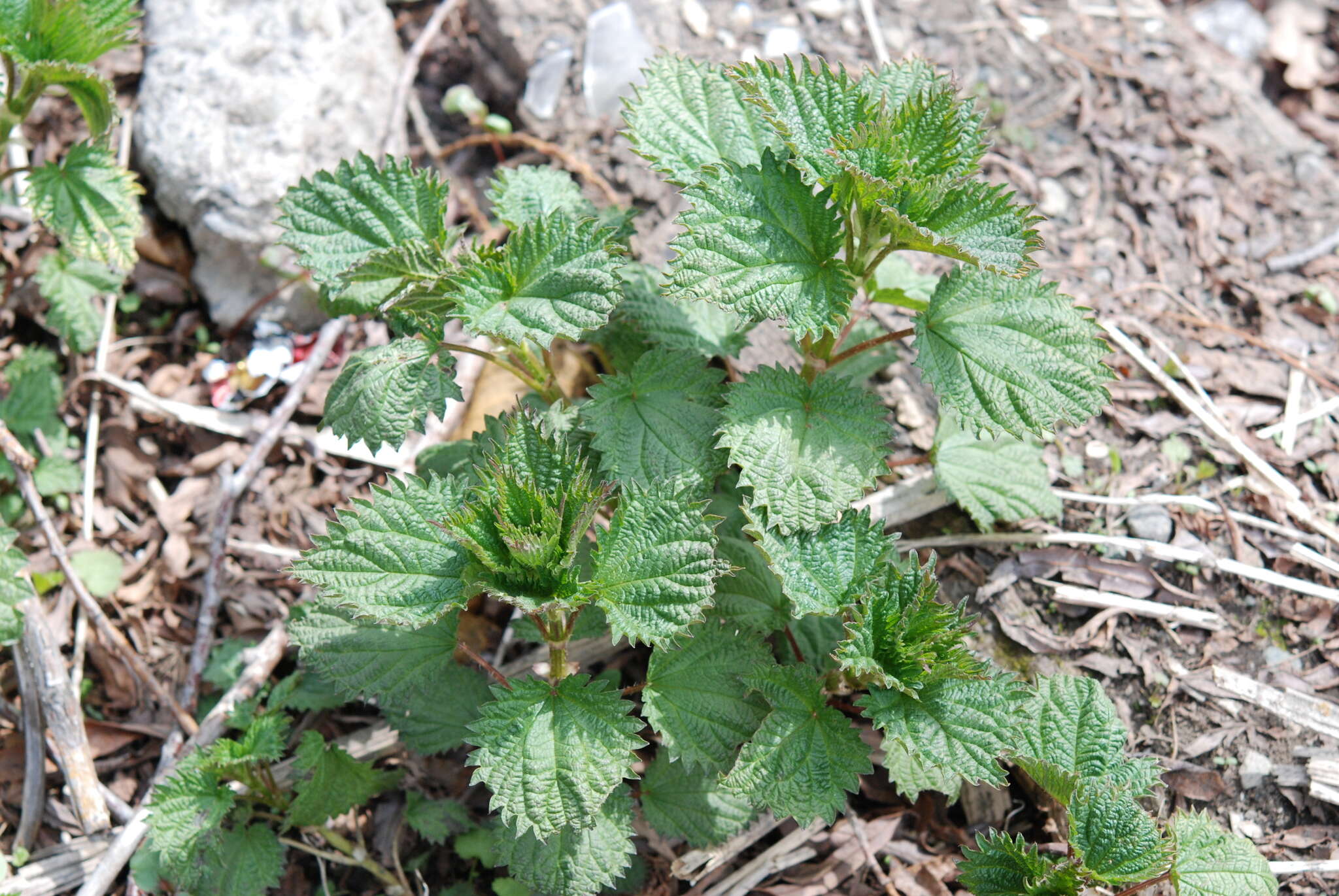 Image of Urtica platyphylla Wedd.