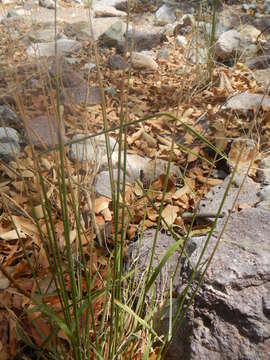 Imagem de Elymus elymoides (Raf.) Swezey