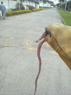 Image of False Coral Snake