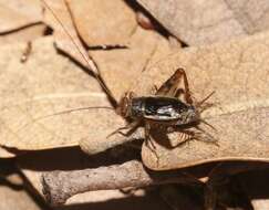 Image of Mormon Ground Cricket