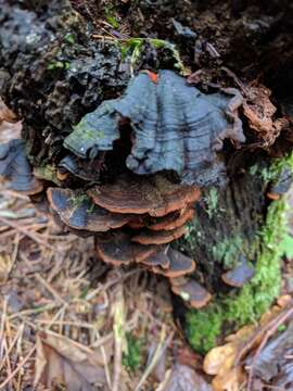 Image of Oak Curtain Crust Fungus