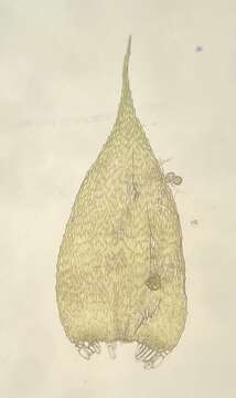 Image of herzodiella moss