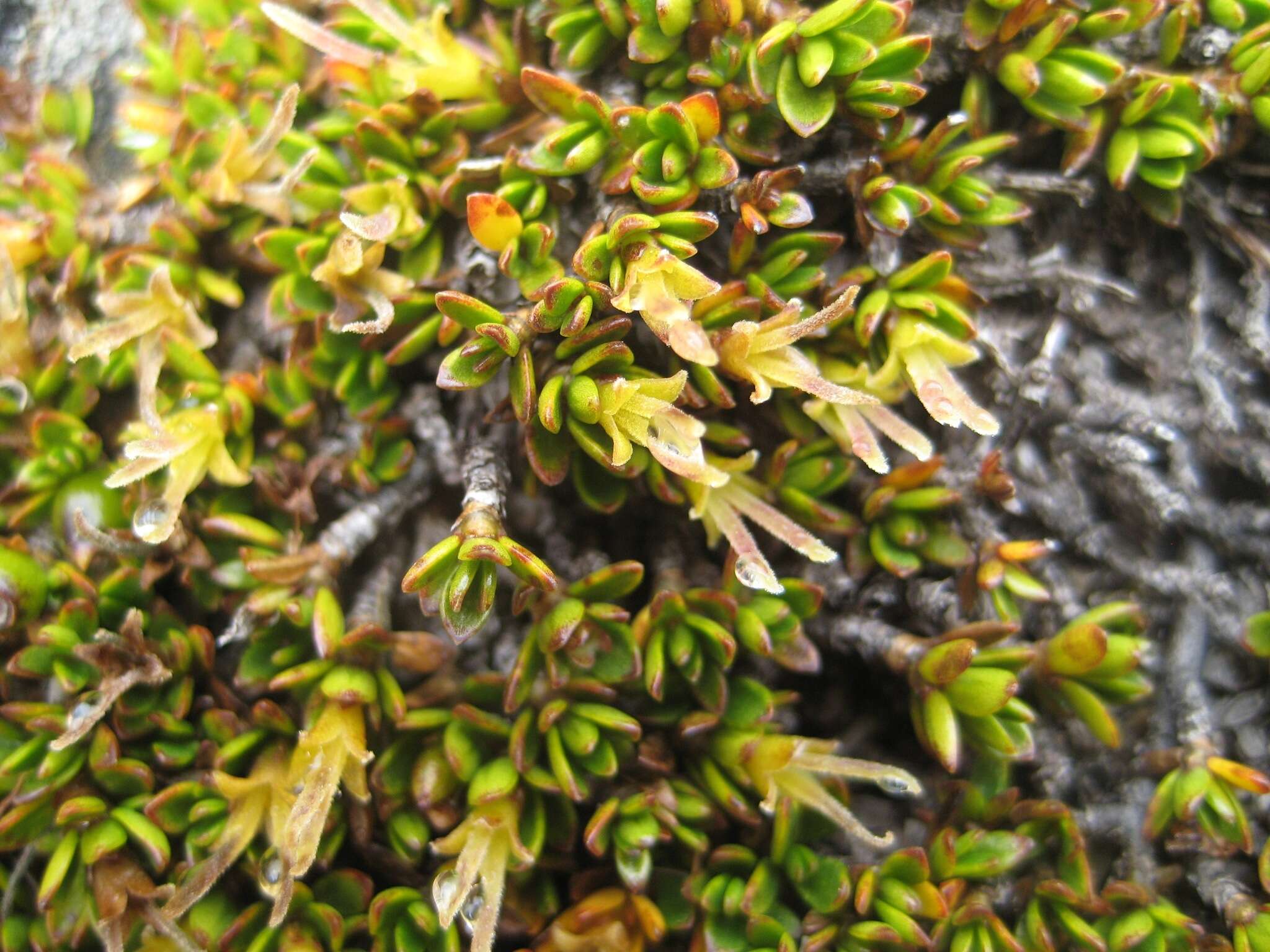 Image of Coprosma niphophila Orchard