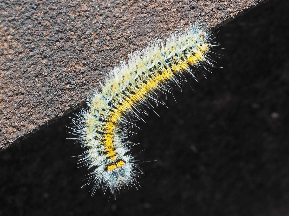 Image of grass eggar