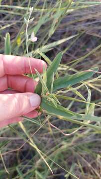 Image of longleaf milkpea