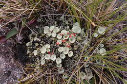 Image of boreal cup lichen