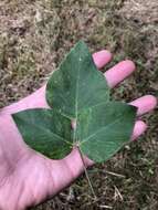 Image of velvetleaf ticktrefoil