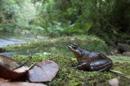 Image of Grandidier's Madagascar Frog