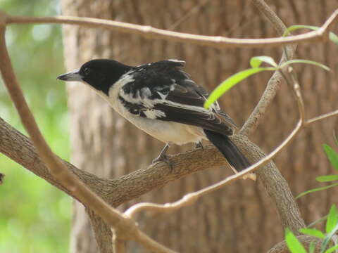 Image of Black-backed Butcherbird