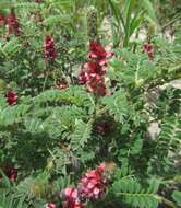 Imagem de Indigofera daleoides var. daleoides