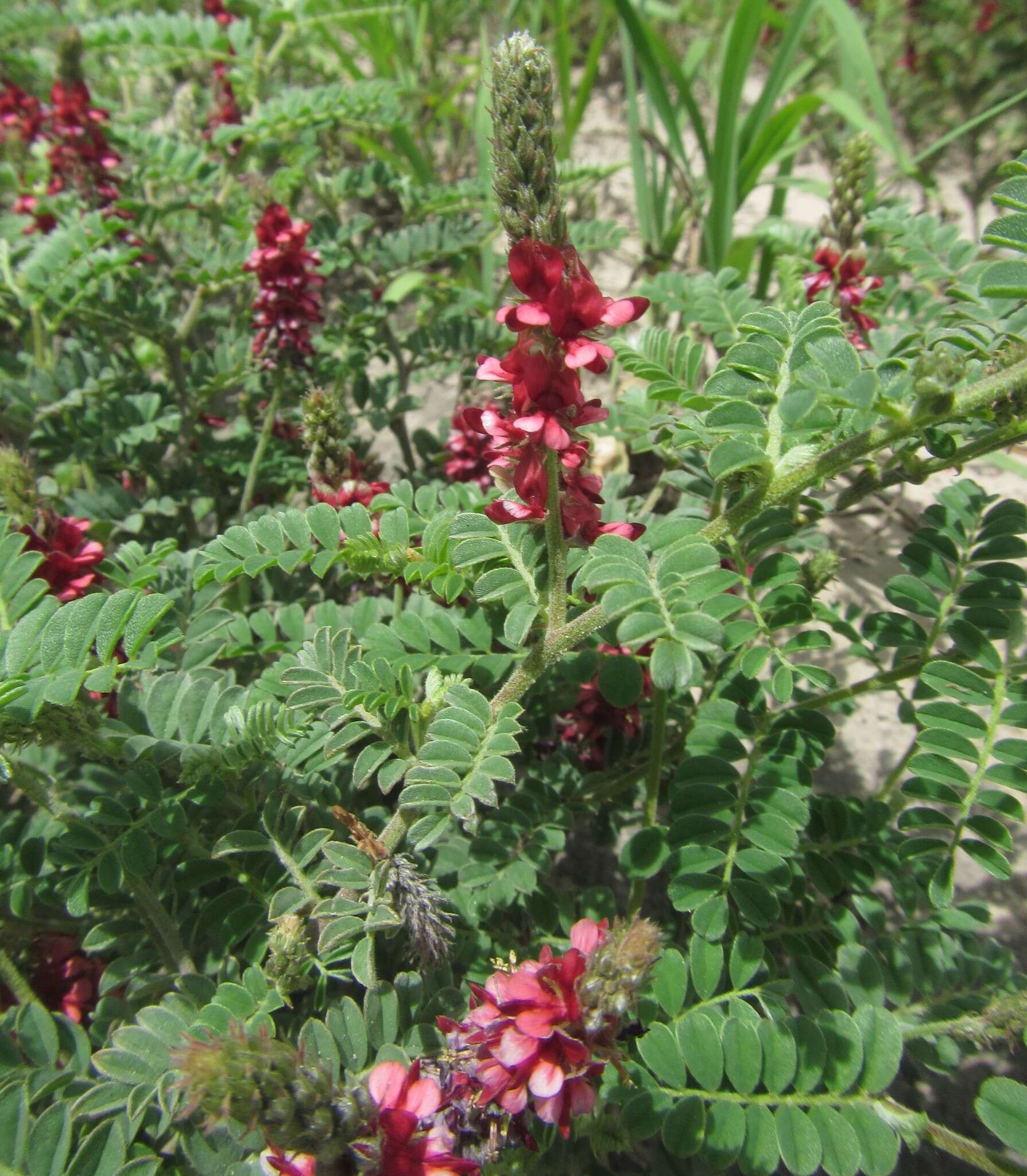 Imagem de Indigofera daleoides var. daleoides