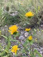 Image of rough gumweed