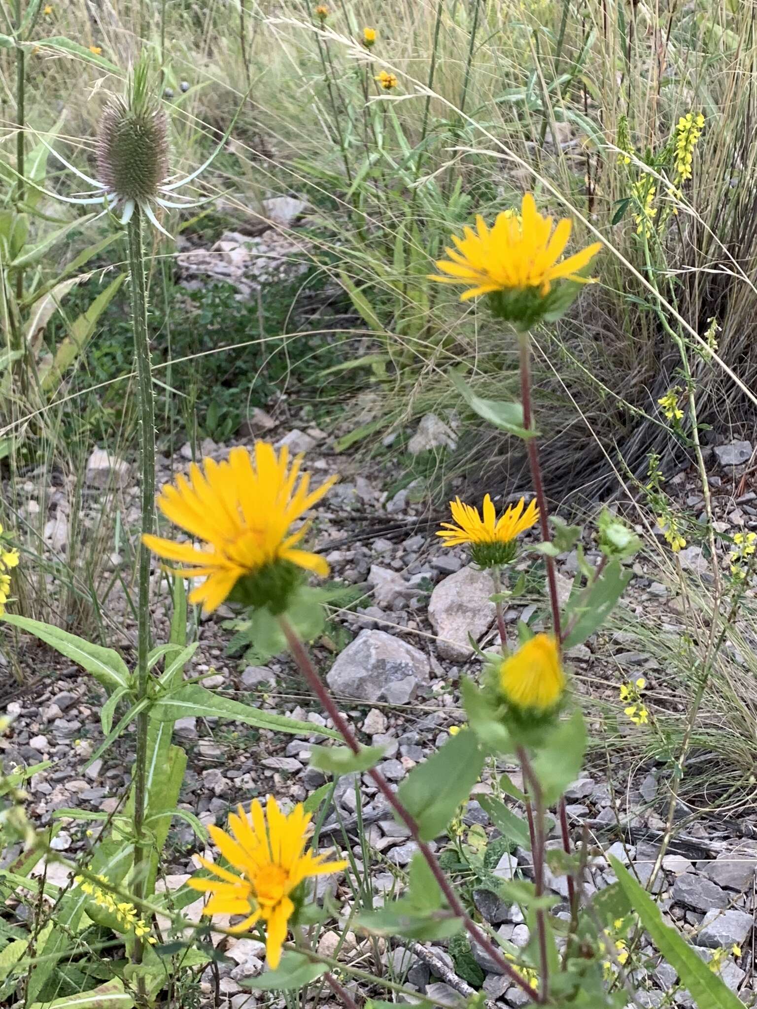 Image of rough gumweed