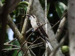 Image of Sooty-capped Hermit