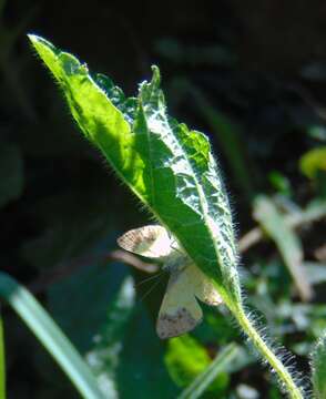 صورة Adelotypa bolena (Butler (1867))