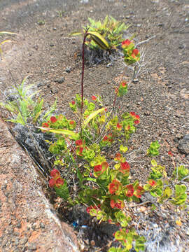 Image de Vaccinium reticulatum Sm.