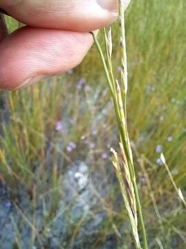 Imagem de Glyceria australis C. E. Hubb.