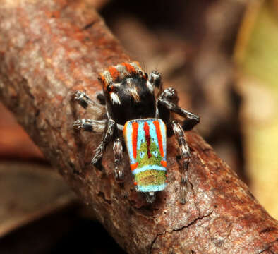 Image of Maratus volans (O. Pickard-Cambridge 1874)