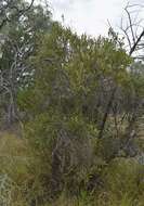 Image of Capparis loranthifolia var. loranthifolia
