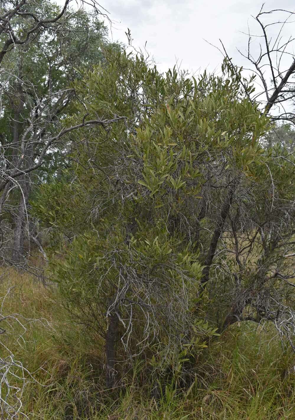 Image de Capparis loranthifolia Lindl.