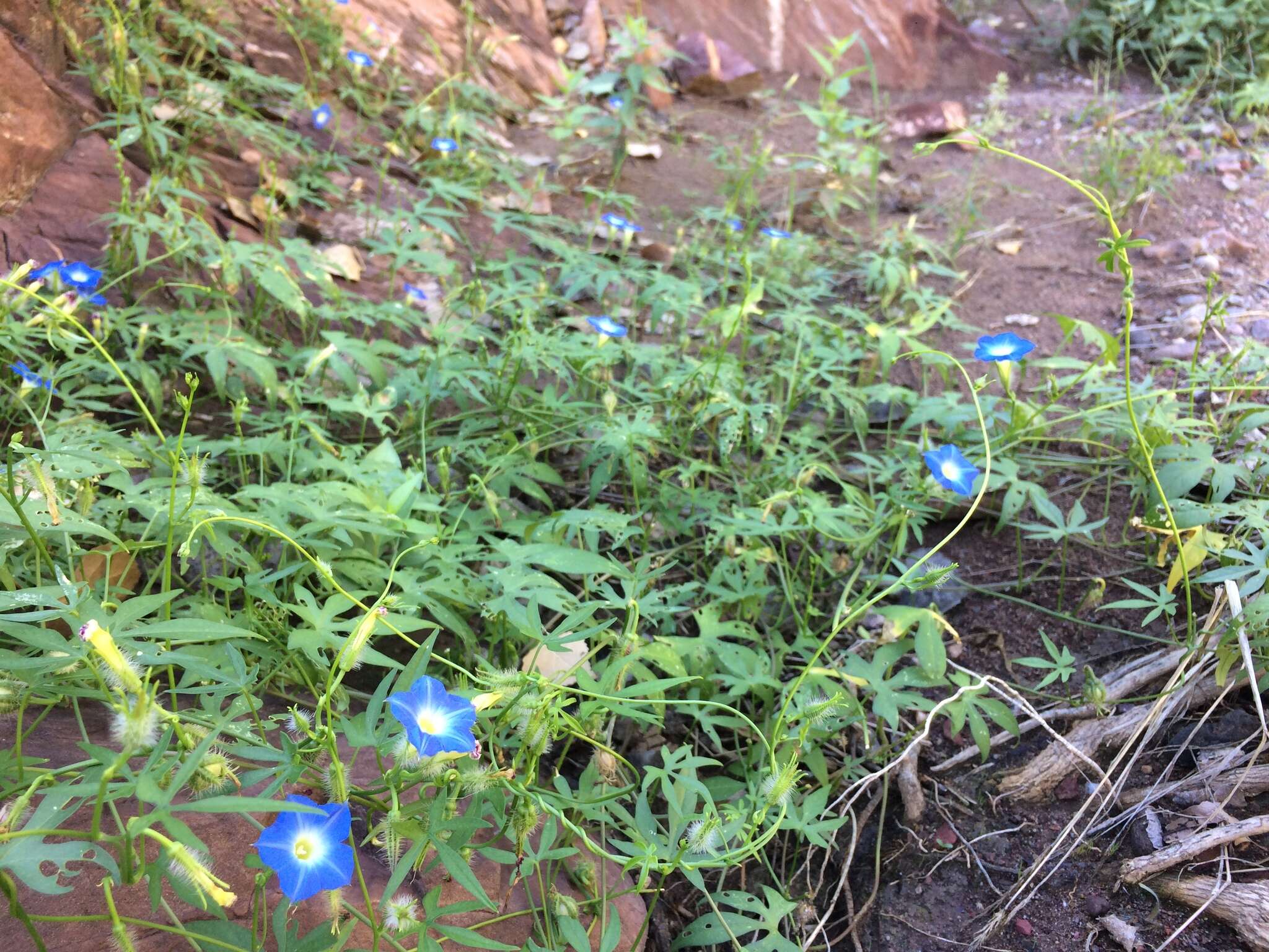 Image de Ipomoea barbatisepala A. Gray